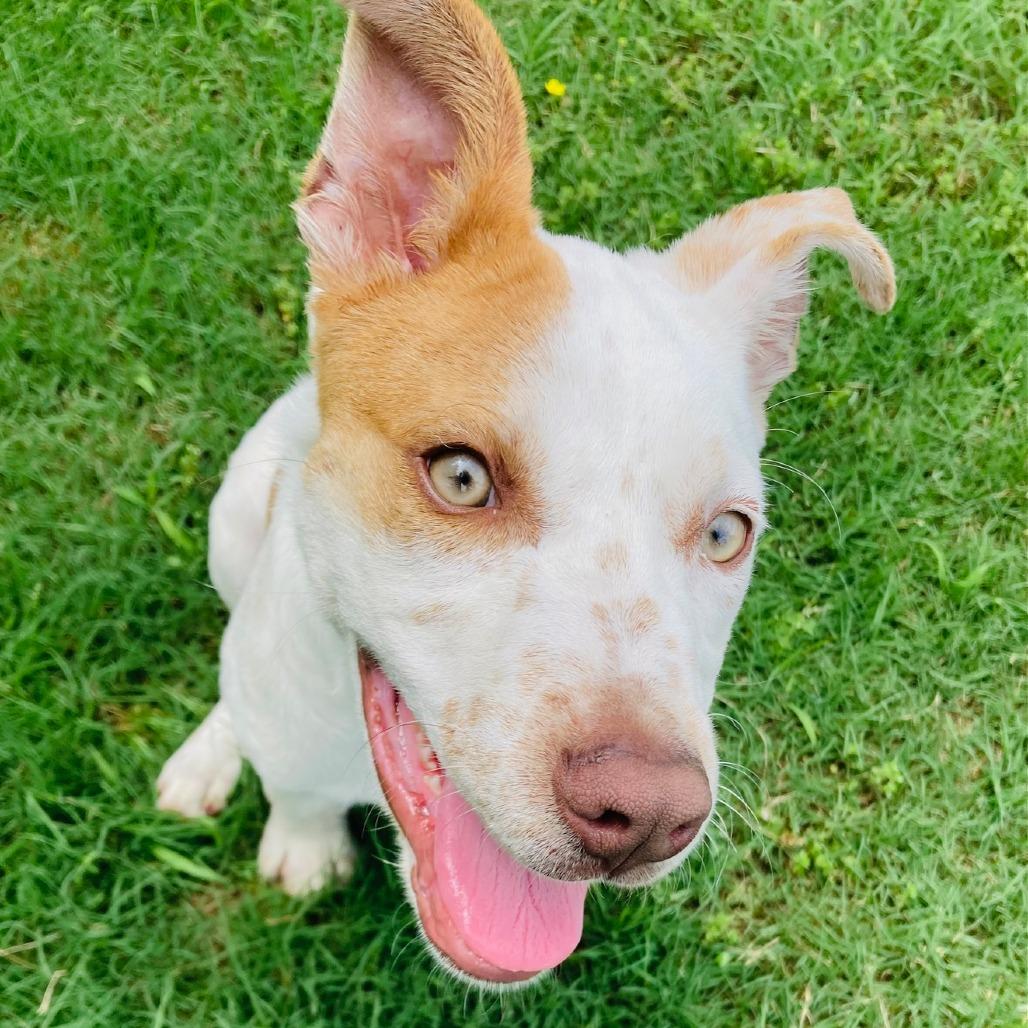 Clara Sue, a Adoptable mixed breed in Cabot, AR image 4/5