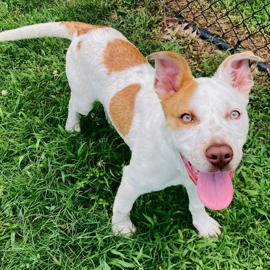 Clara Sue, a Adoptable mixed breed in Cabot, AR image 5/5