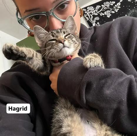 Enlarge Hagrid, a Adoptable Domestic Short Hair in Johnstown, PA image 2/6