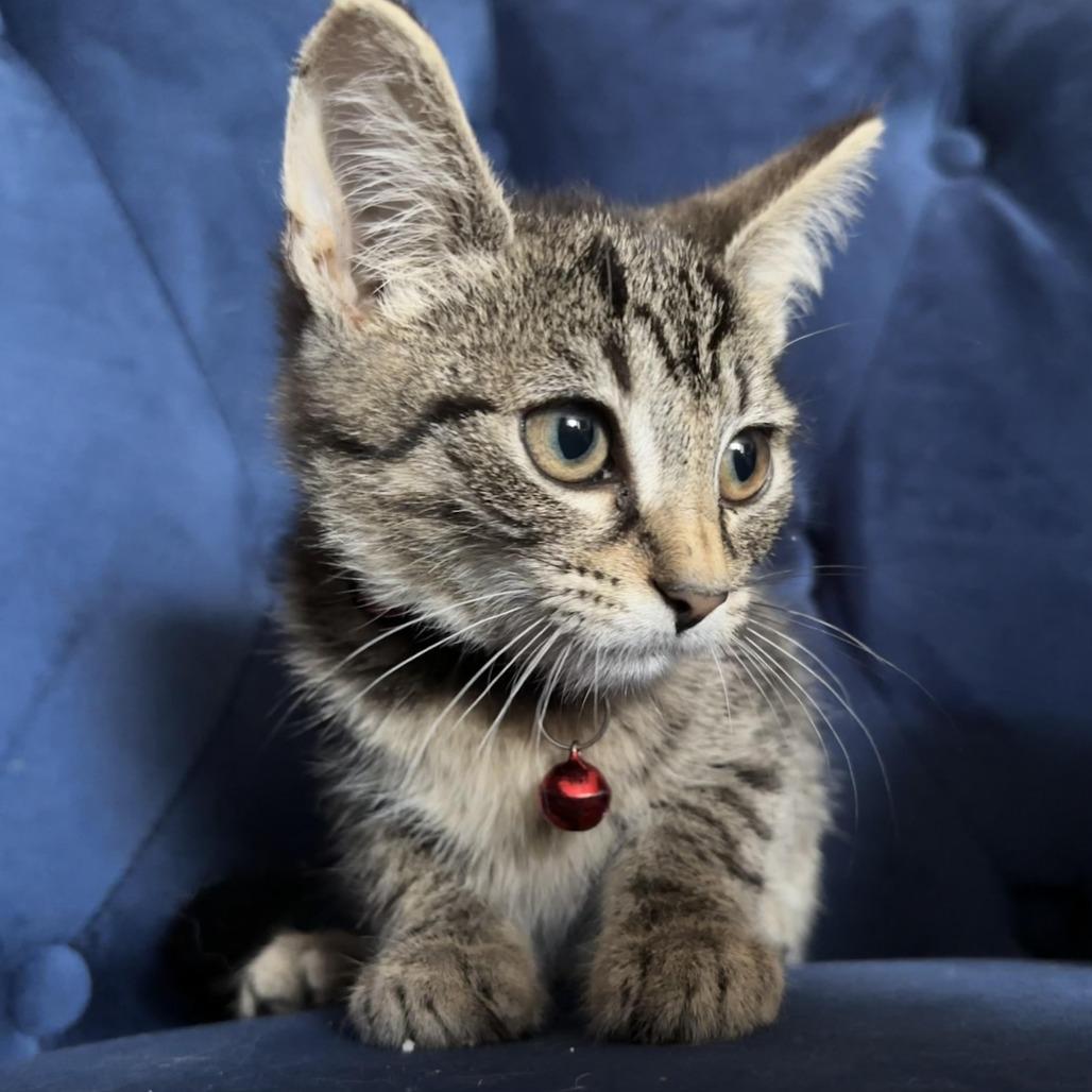 Hagrid, Adoptable, Kitten Male Domestic Short Hair.