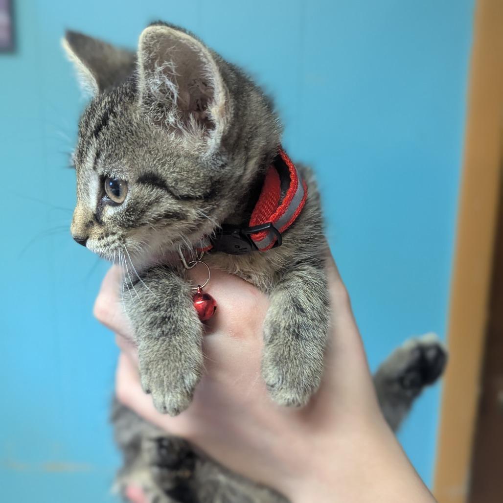 Enlarge Hagrid, a Adoptable Domestic Short Hair in Johnstown, PA image 4/6