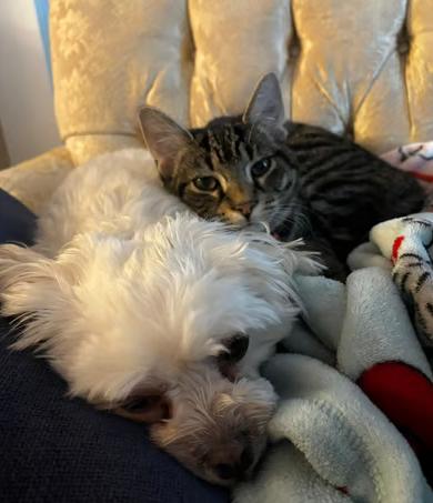 Enlarge Hagrid, a Adoptable Domestic Short Hair in Johnstown, PA image 6/6