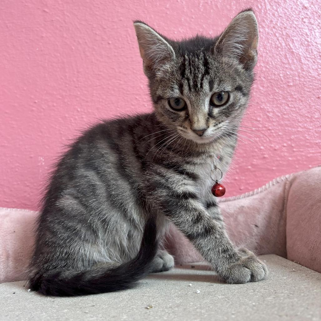 Hagrid, Adoptable, Kitten Male Domestic Short Hair.