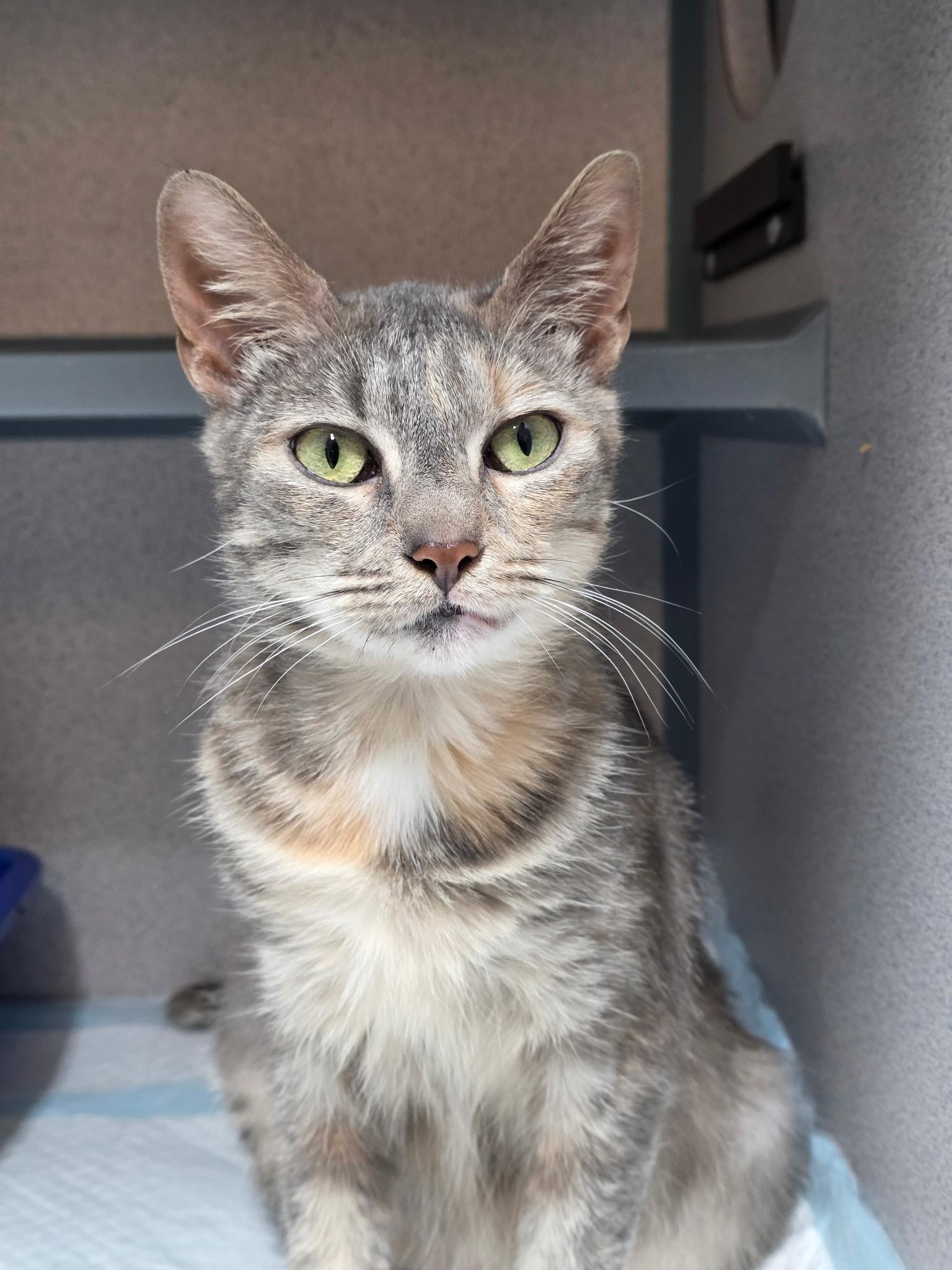 Luna, adopted, Adult Female Domestic Short Hair.