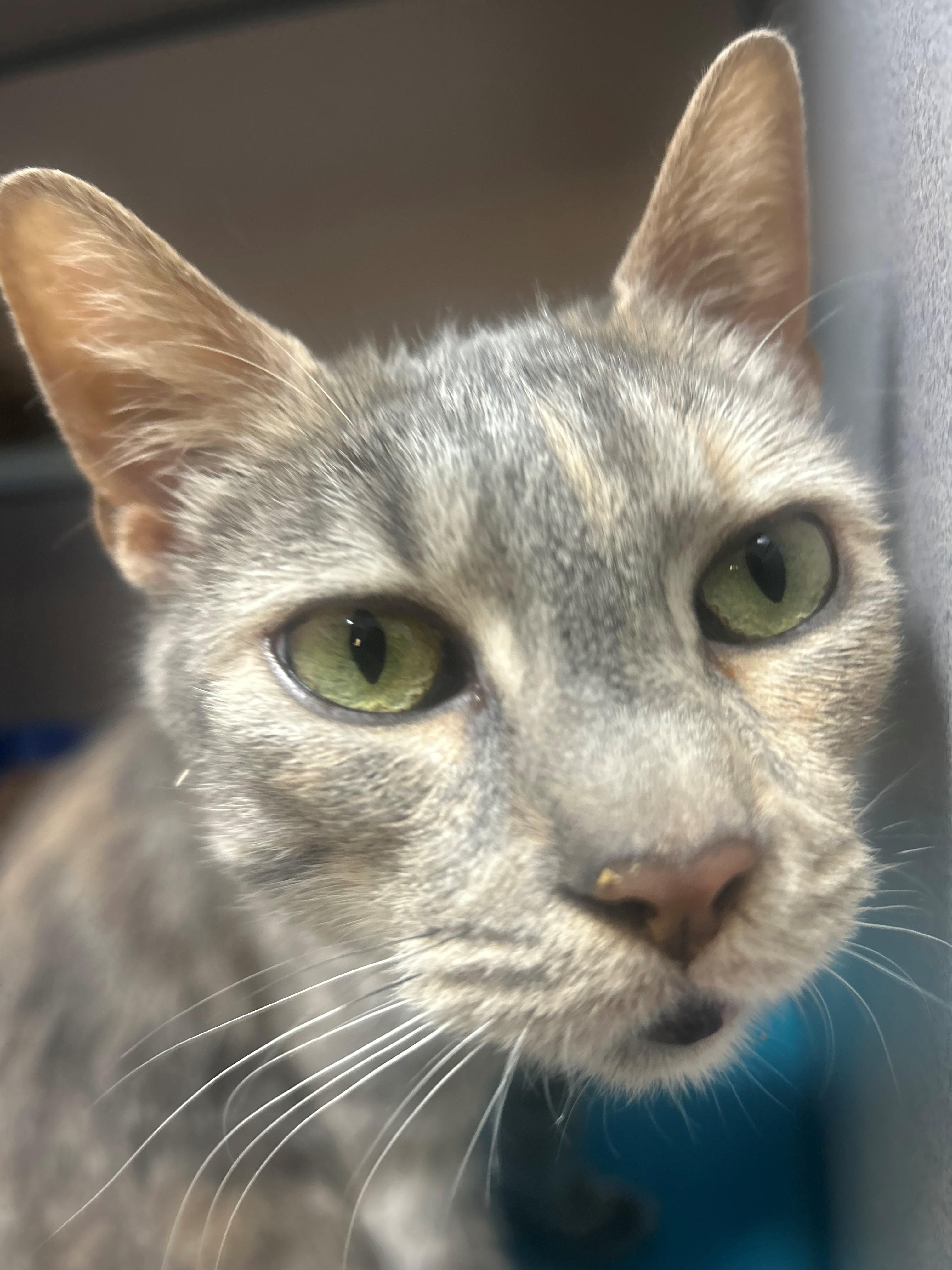 Enlarge Luna, an adopted Domestic Short Hair in Quilcene, WA image 2/2