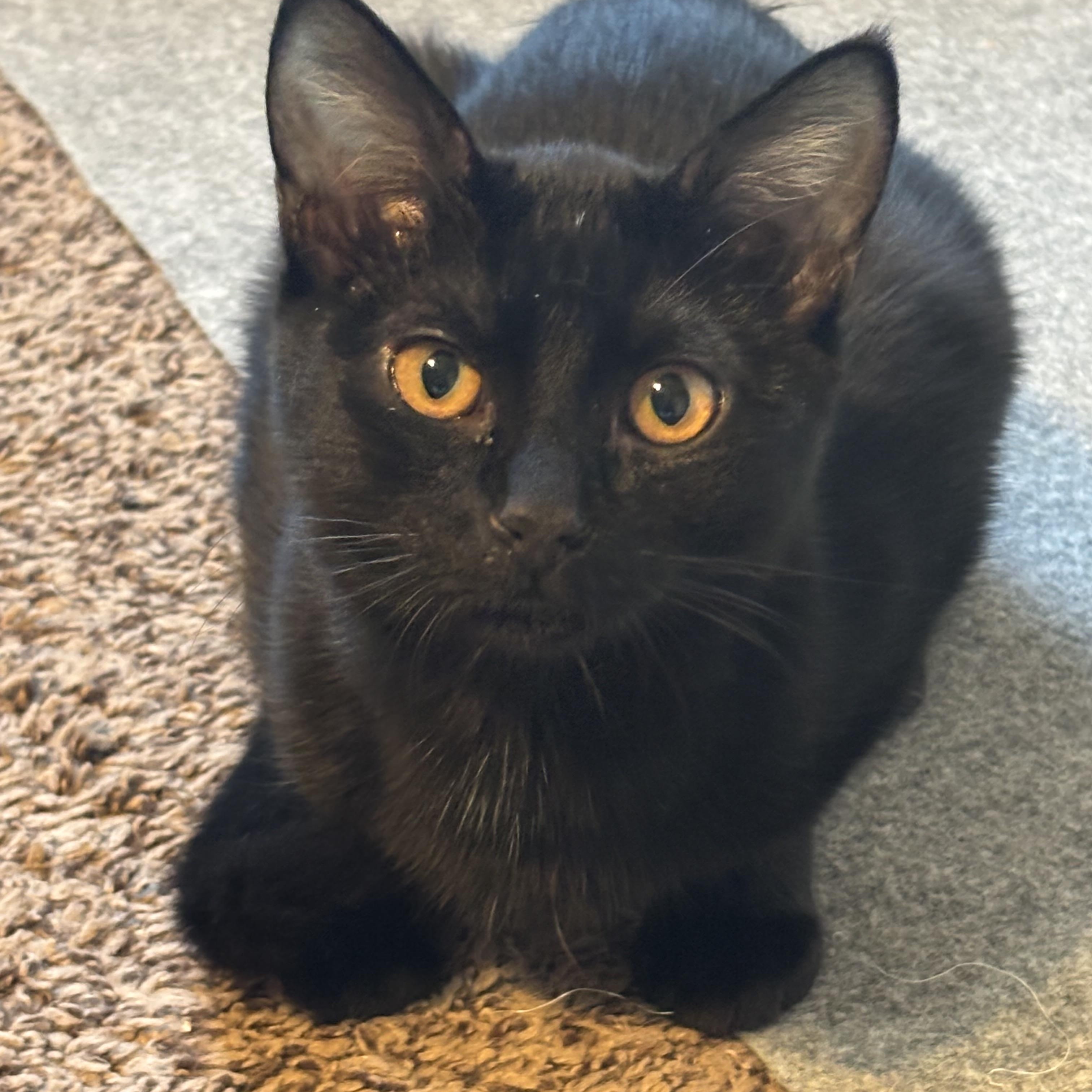 Nola, a Adoptable Domestic Medium Hair in queen creek, AZ image 3/4