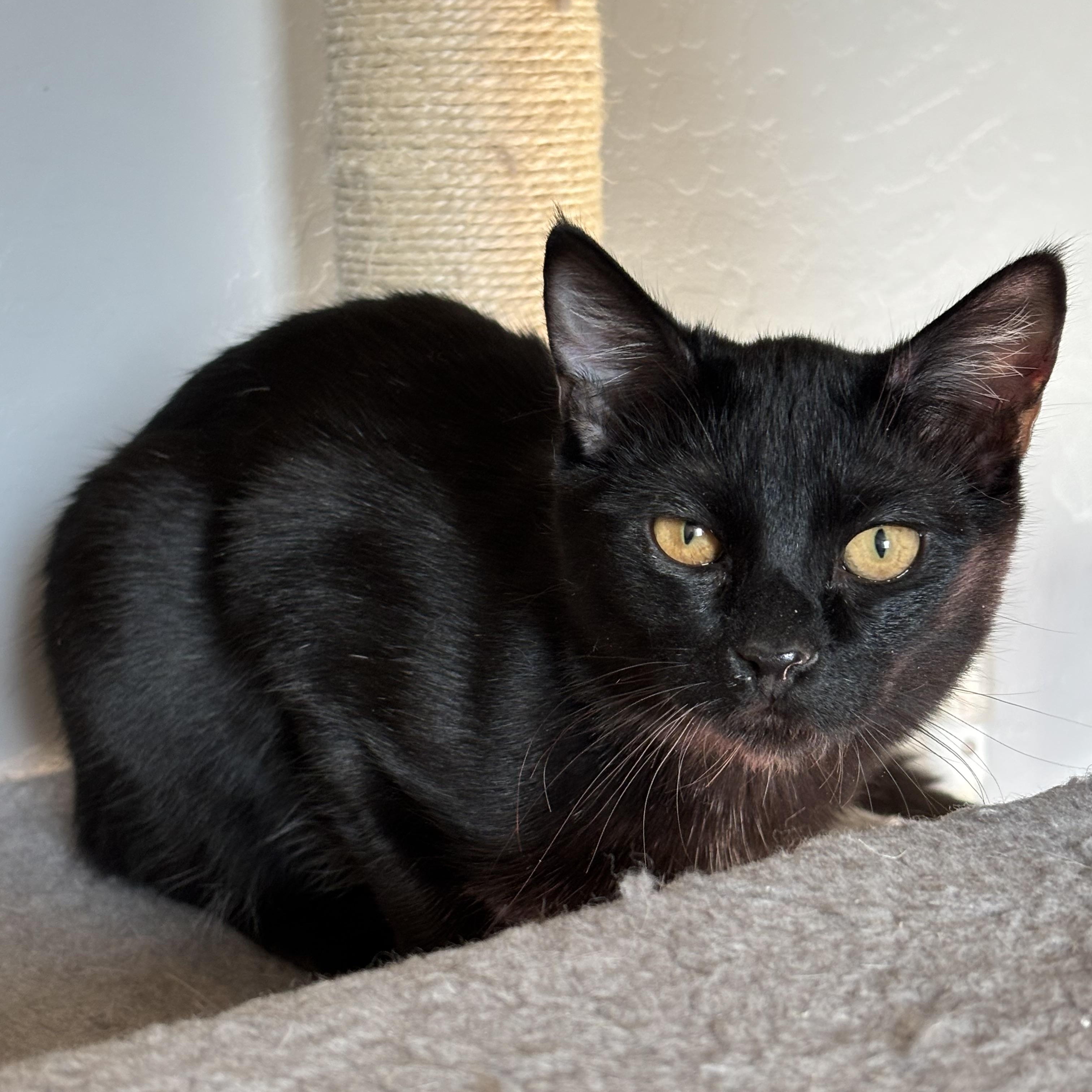 Nola, a Adoptable Domestic Medium Hair in queen creek, AZ image 1/4