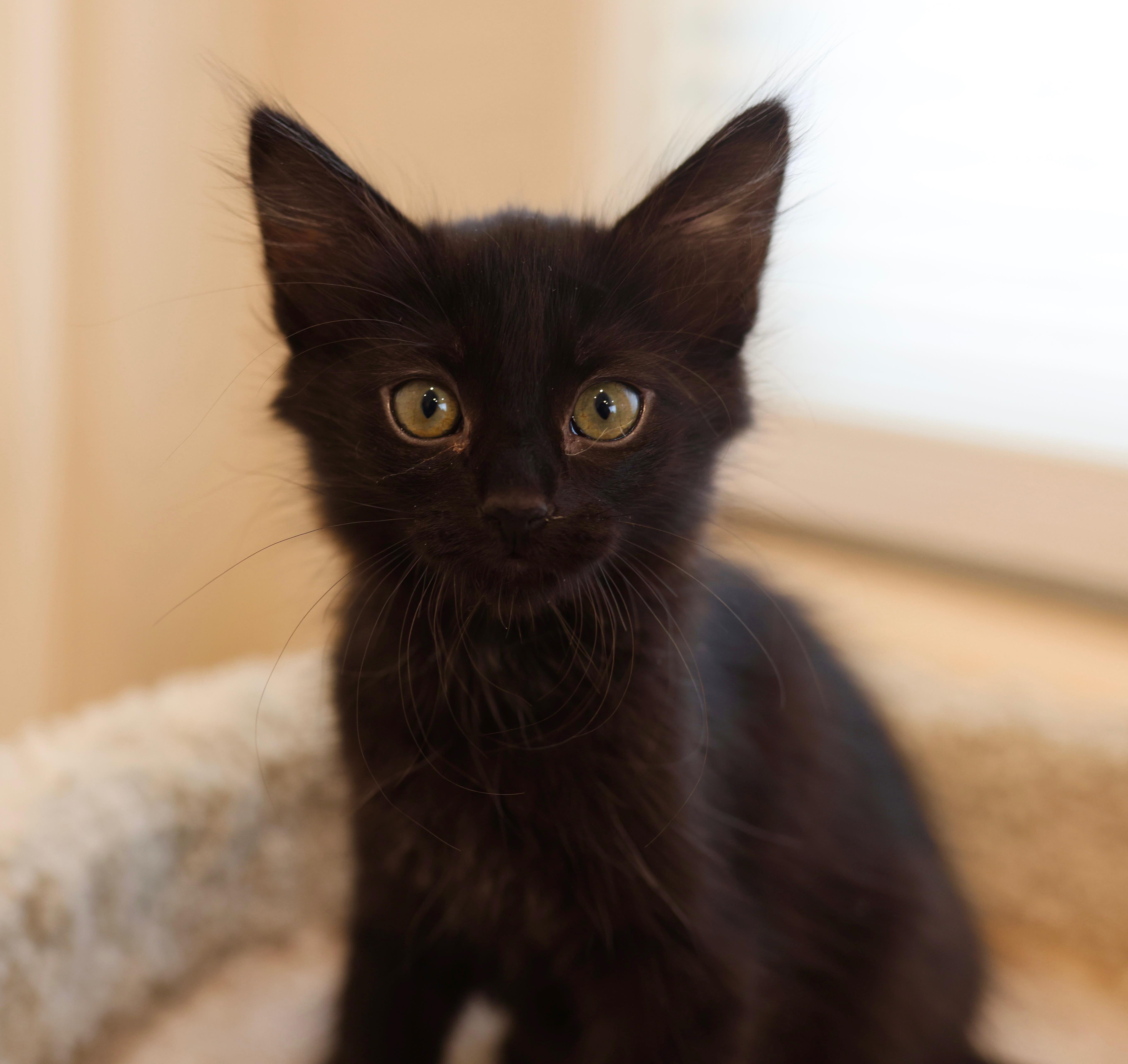 Nola, a Adoptable Domestic Medium Hair in queen creek, AZ image 4/4