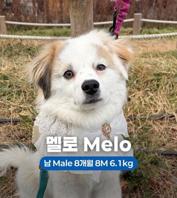 MELO, Adoptable, Puppy Male Spitz & Pomeranian.