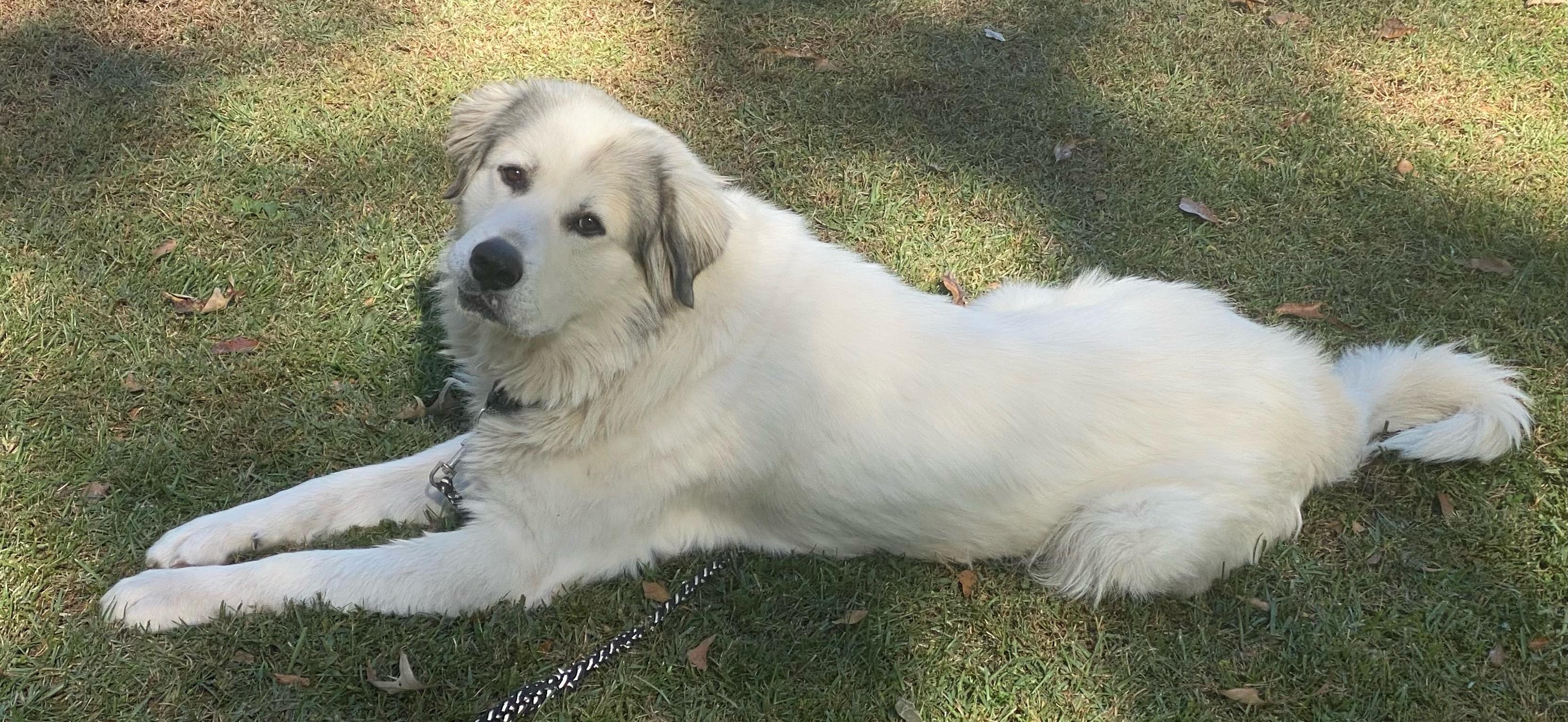 Enlarge Beau, a Adoptable mixed breed in Calera, AL image 2/6