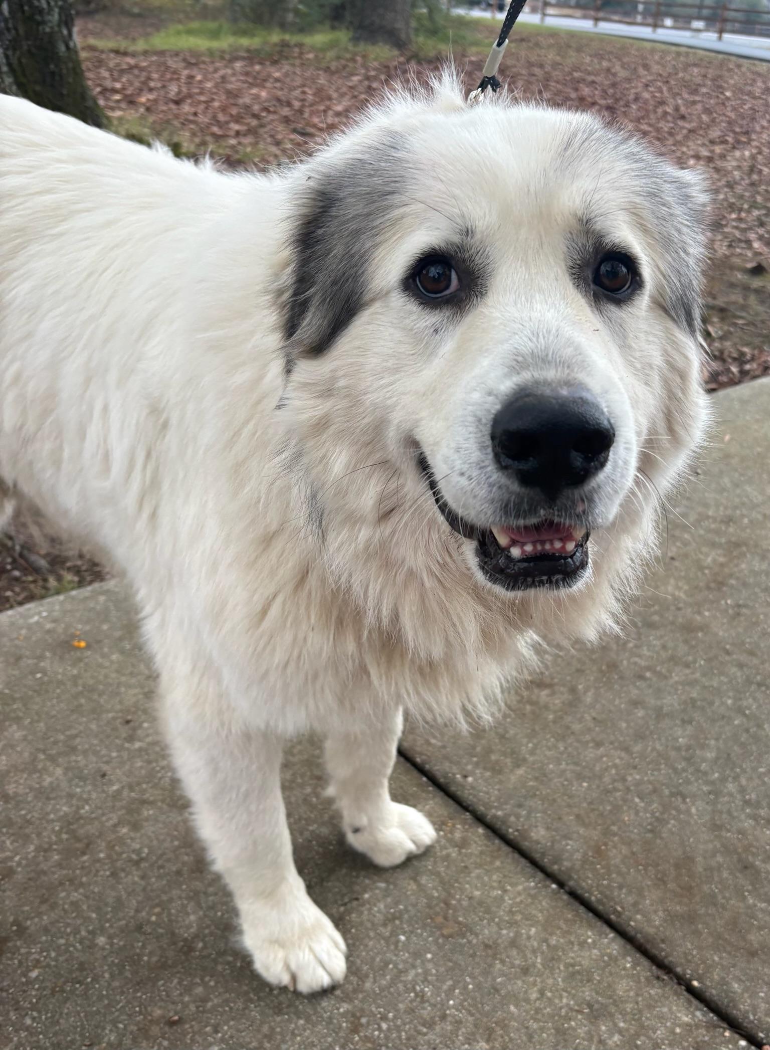Enlarge Beau, a Adoptable mixed breed in Calera, AL image 1/6