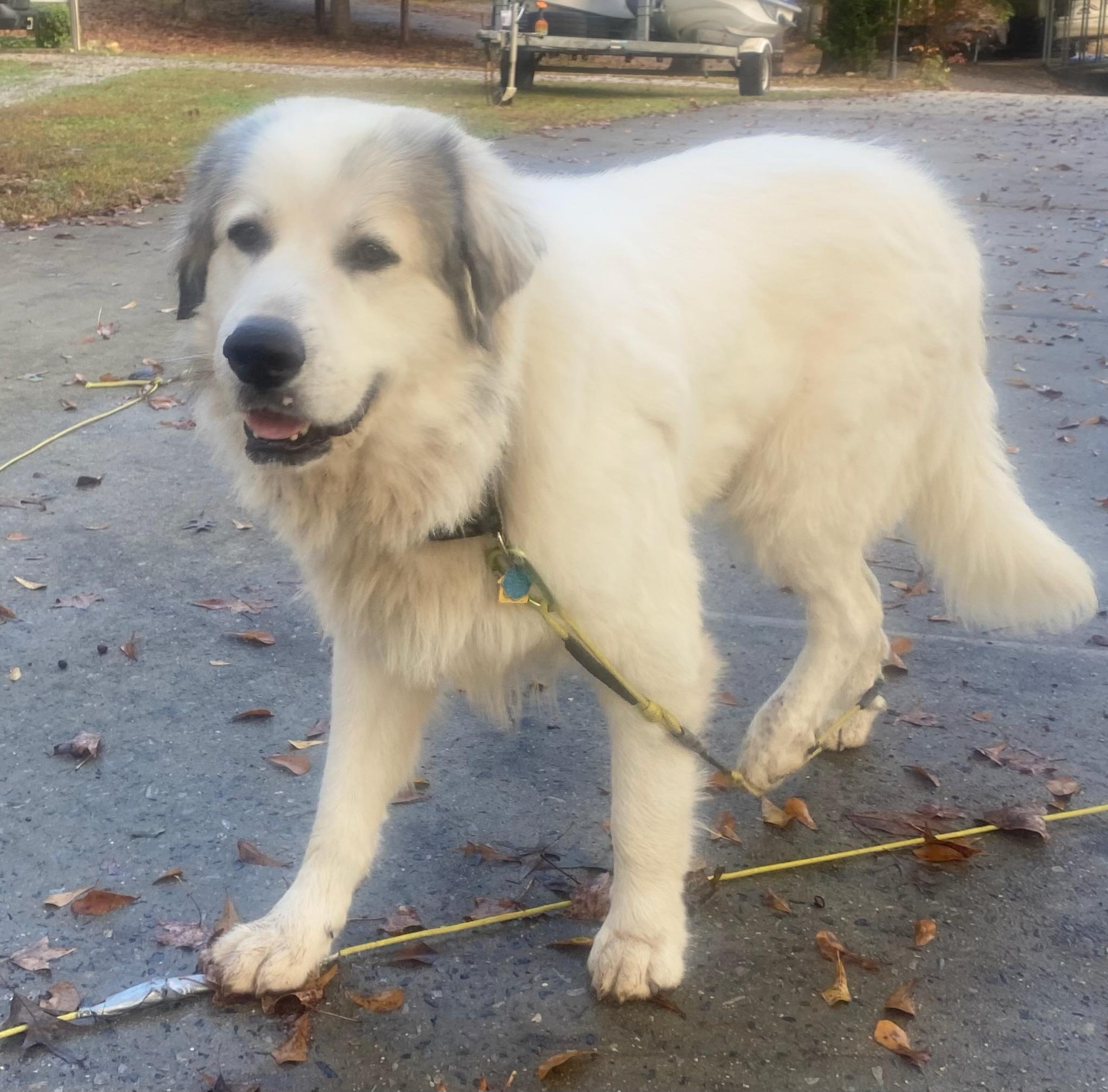 Enlarge Beau, a Adoptable mixed breed in Calera, AL image 3/6