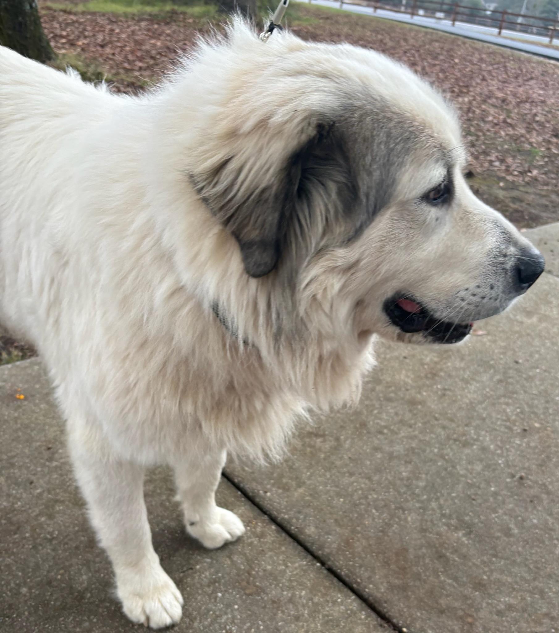 Enlarge Beau, a Adoptable mixed breed in Calera, AL image 4/6