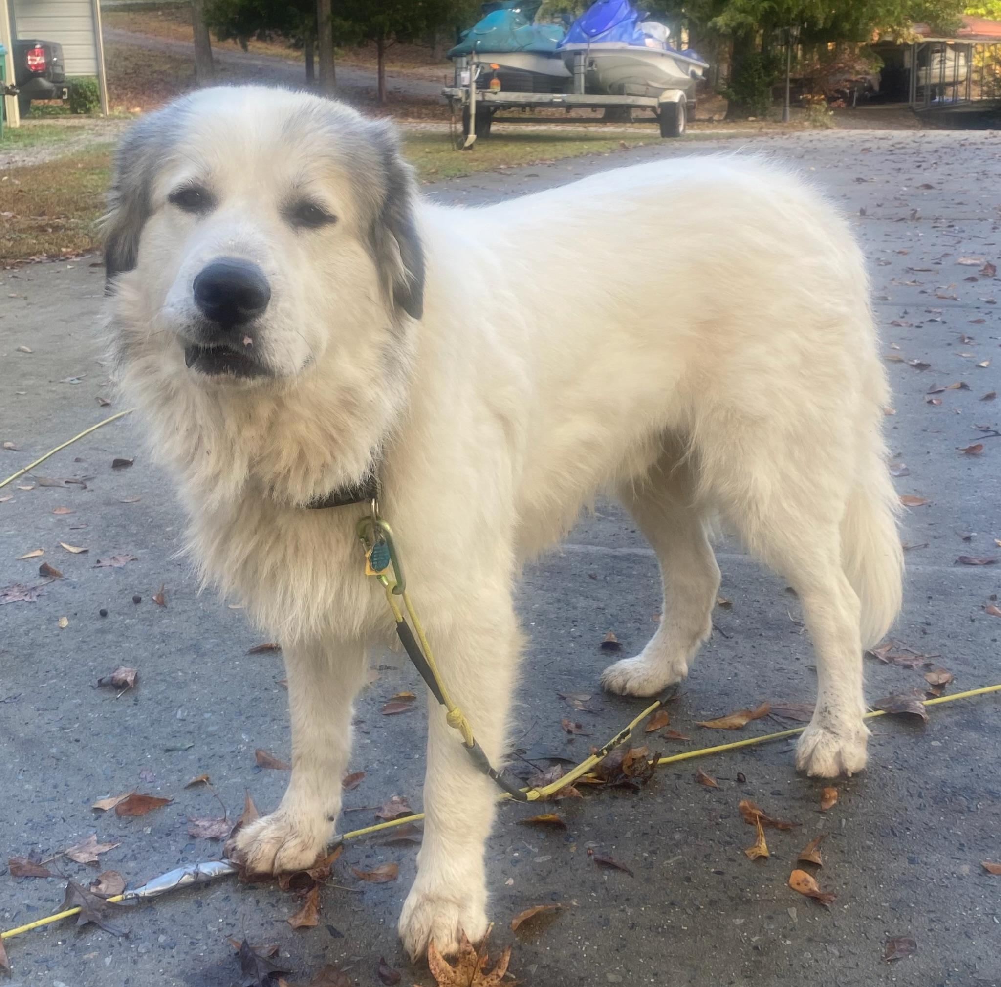 Enlarge Beau, a Adoptable mixed breed in Calera, AL image 5/6