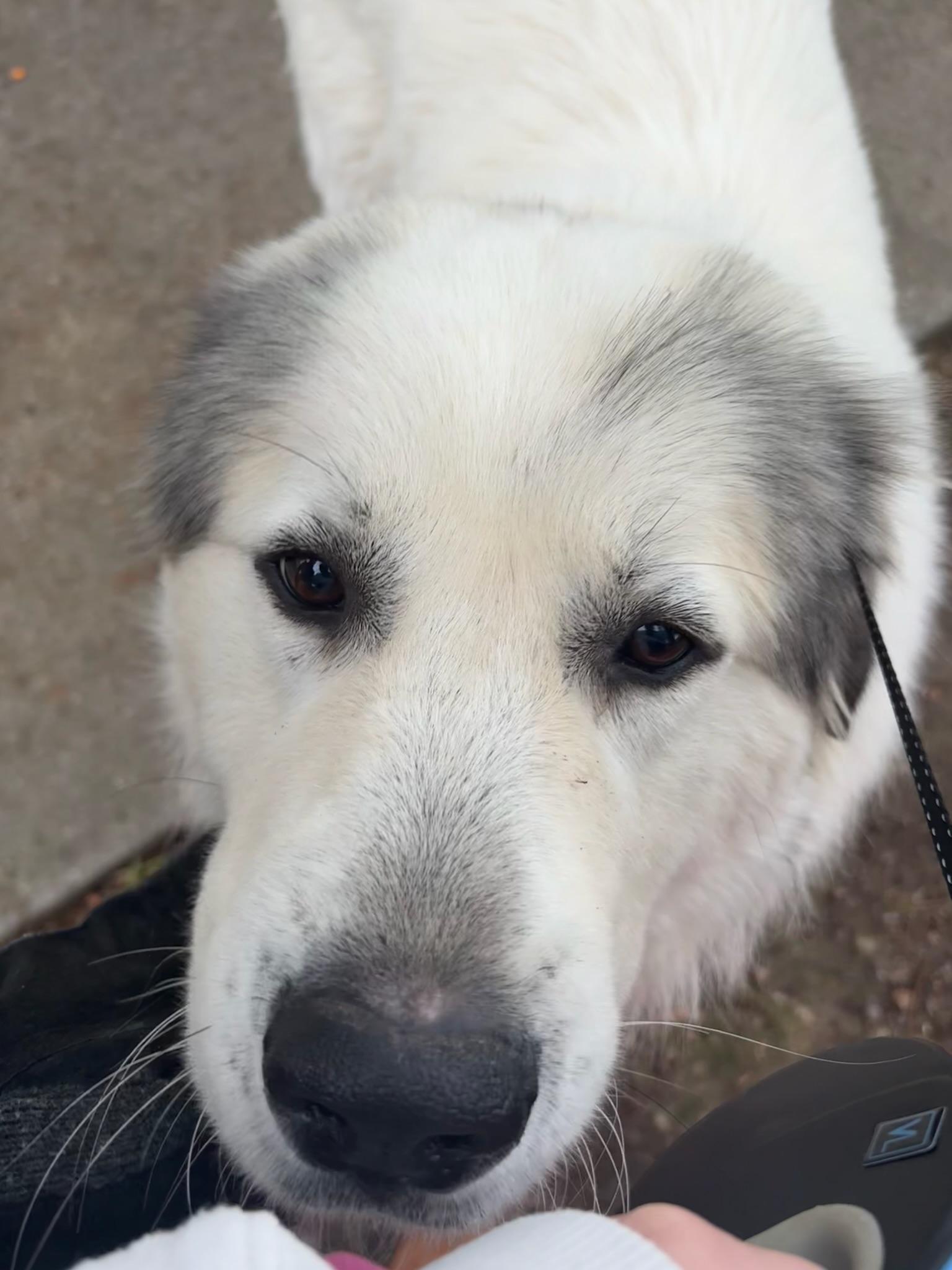 Enlarge Beau, a Adoptable mixed breed in Calera, AL image 6/6