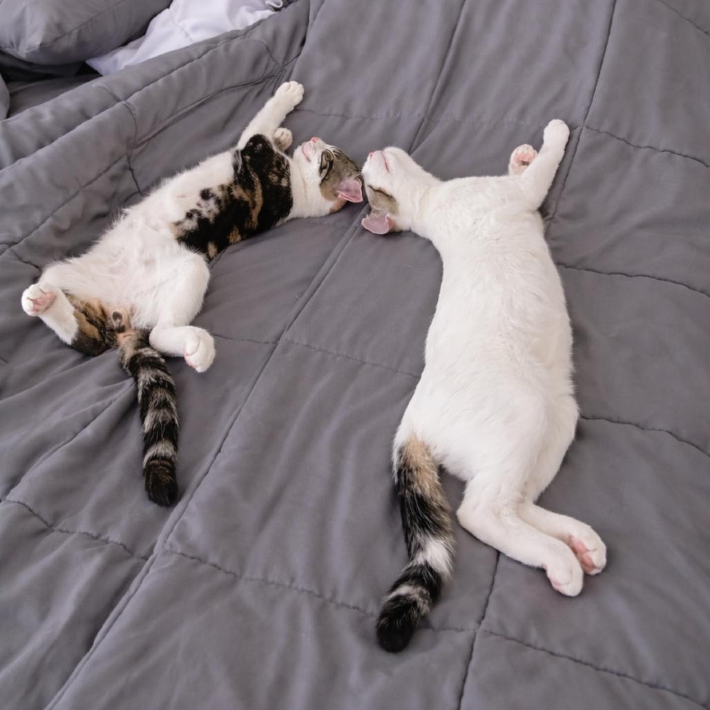 Ozzy, Adoptable, Young Male Domestic Short Hair.