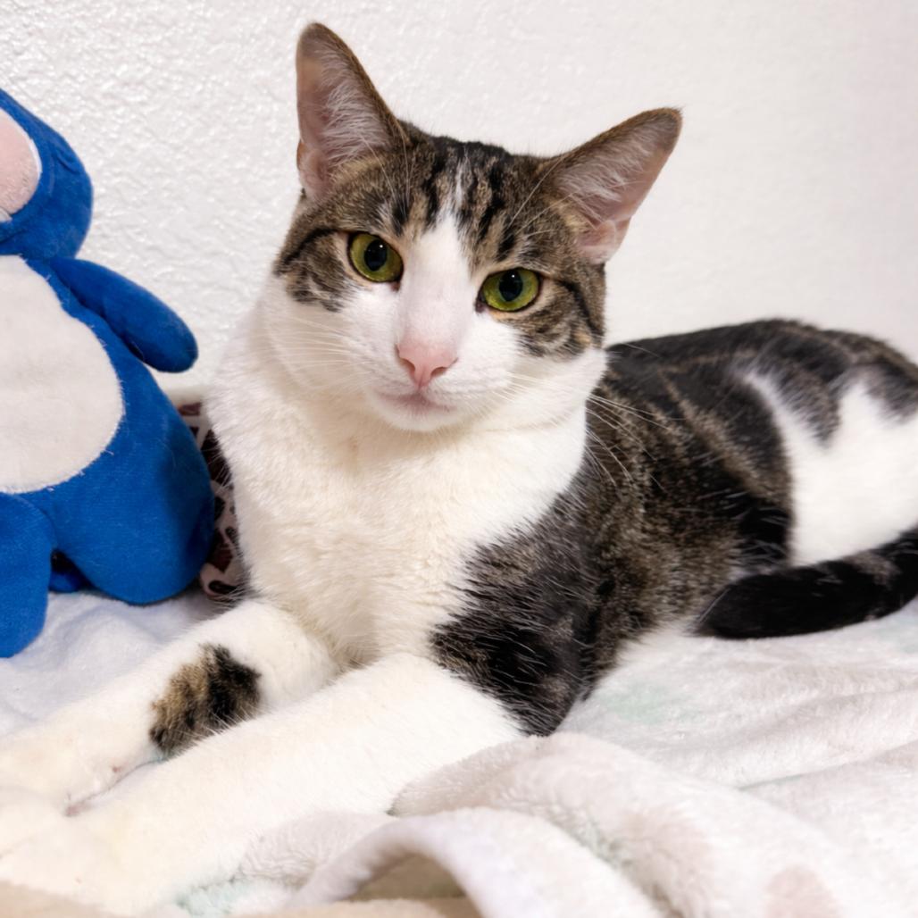 Enlarge Ozzy, a Adoptable Domestic Short Hair in Long Beach, CA image 2/6