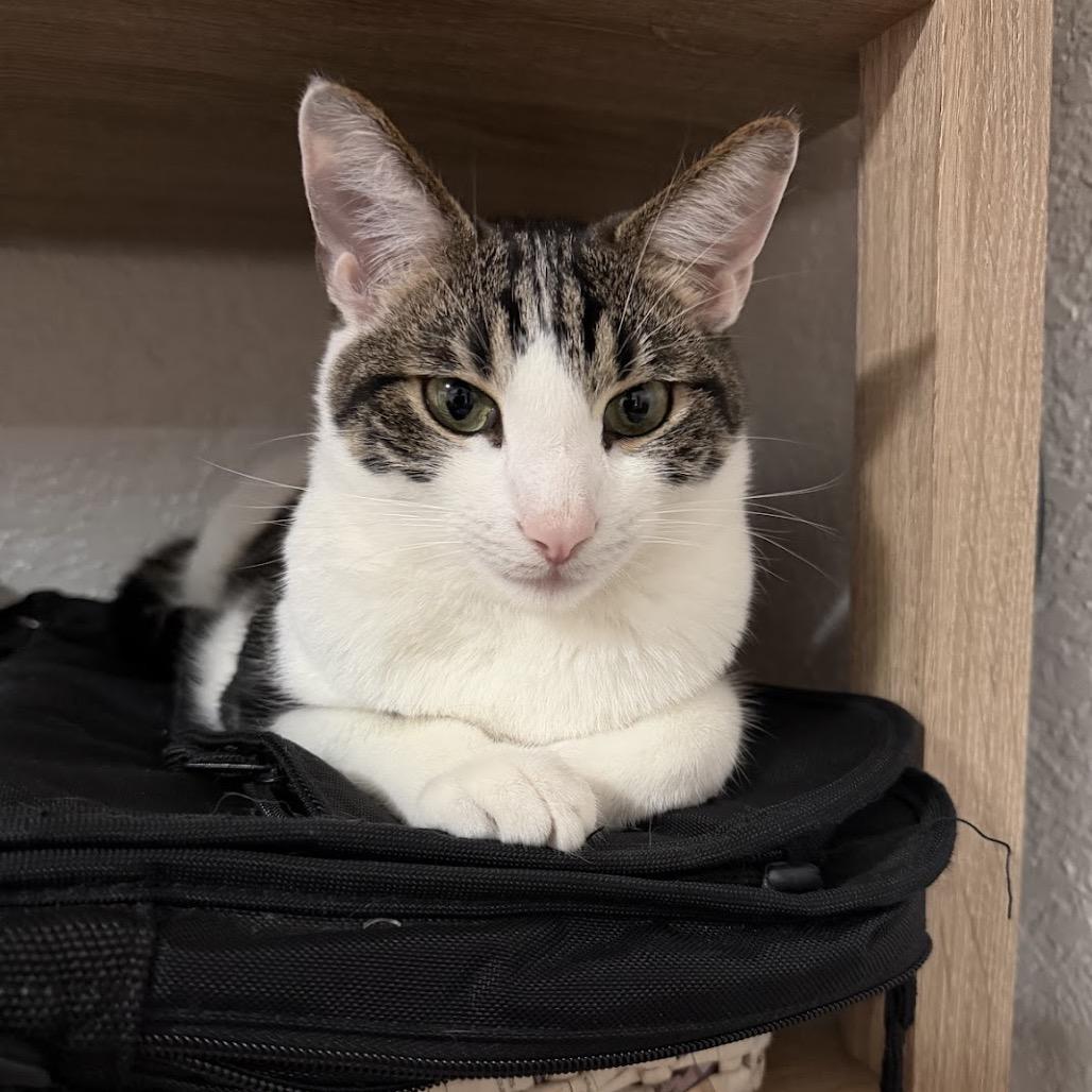 Enlarge Ozzy, a Adoptable Domestic Short Hair in Long Beach, CA image 3/6