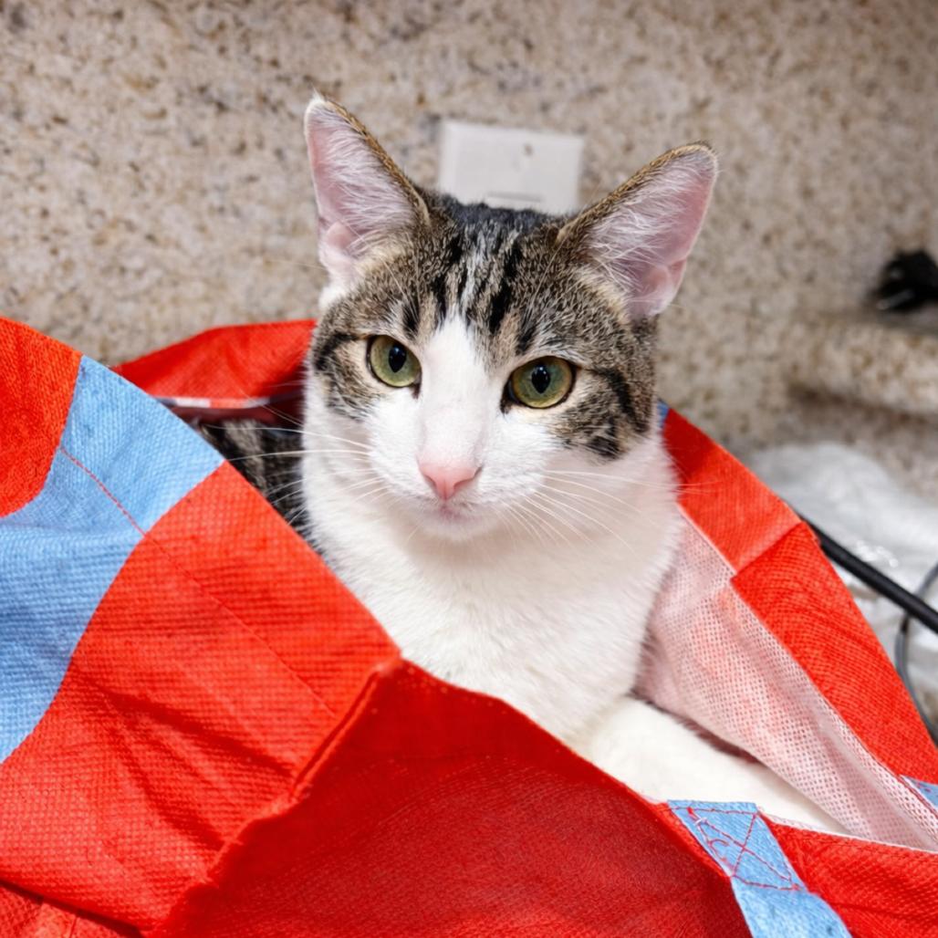 Enlarge Ozzy, a Adoptable Domestic Short Hair in Long Beach, CA image 4/6