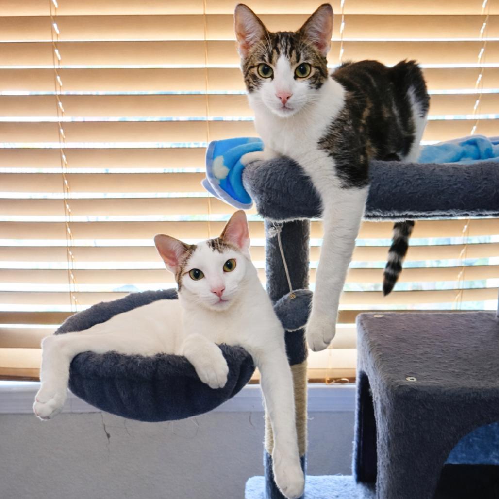 Enlarge Ozzy, a Adoptable Domestic Short Hair in Long Beach, CA image 6/6