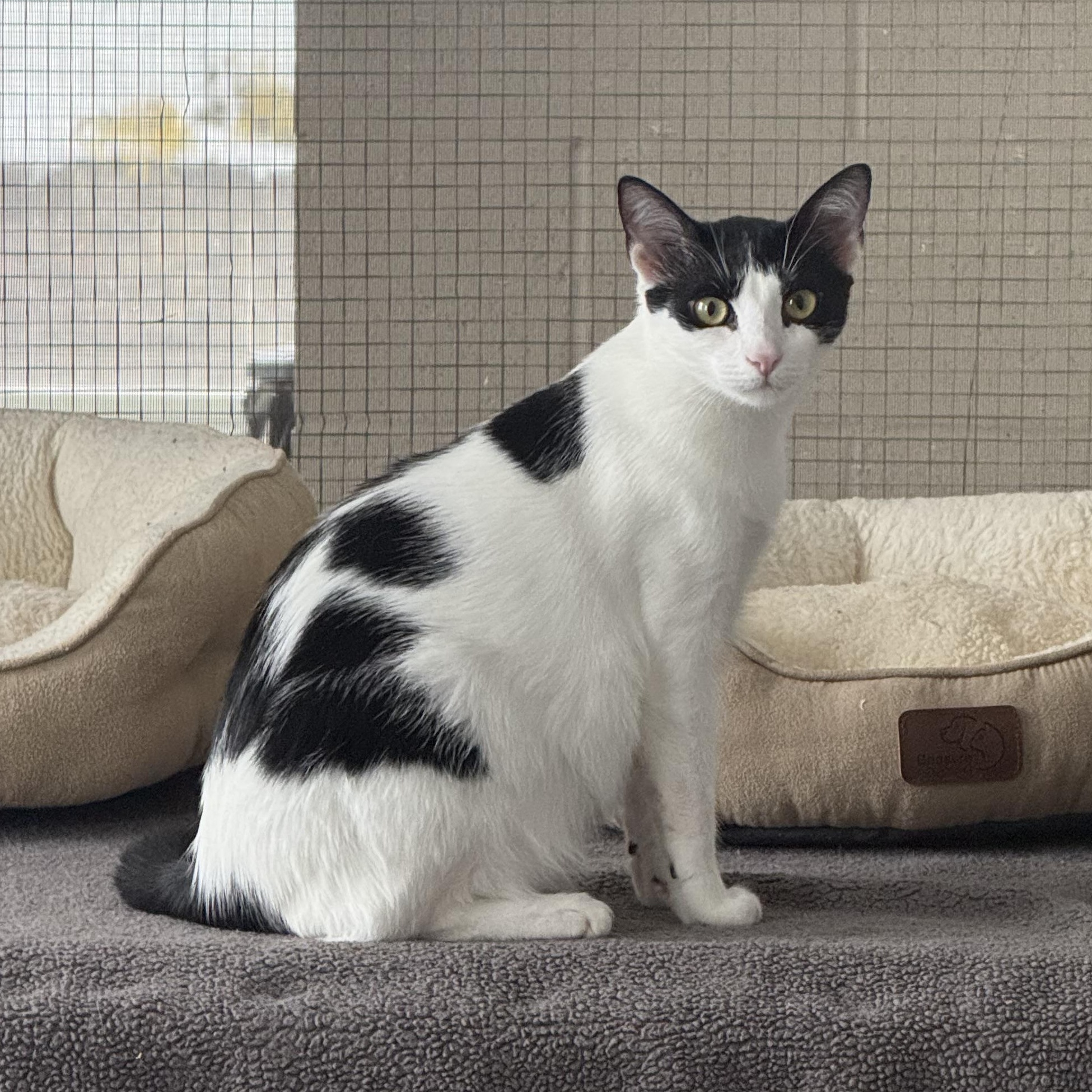 Enlarge Gillian, a Adoptable mixed breed in West Milford, NJ image 1/4