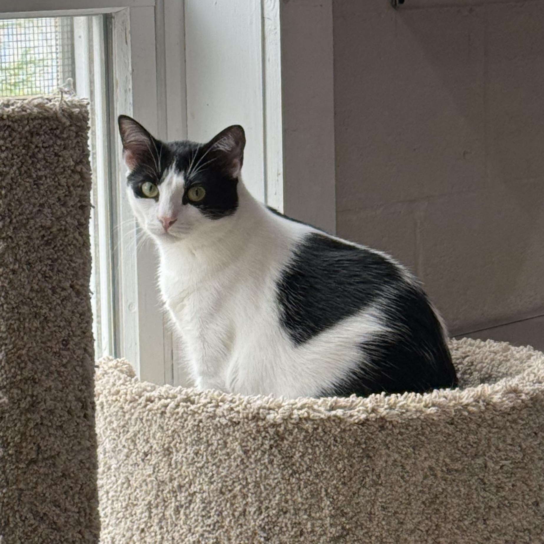 Gillian, a Adoptable mixed breed in West Milford, NJ image 4/6