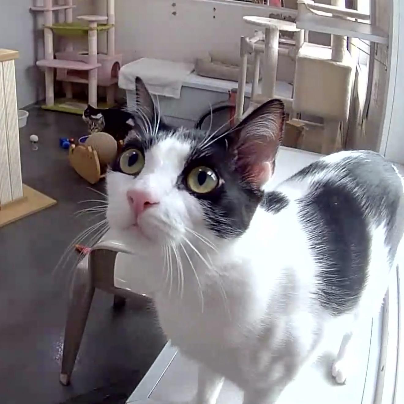 Enlarge Gillian, a Adoptable mixed breed in West Milford, NJ image 3/4