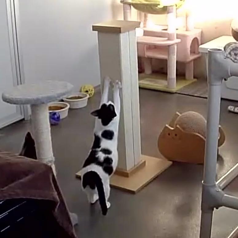 Enlarge Gillian, a Adoptable mixed breed in West Milford, NJ image 4/4