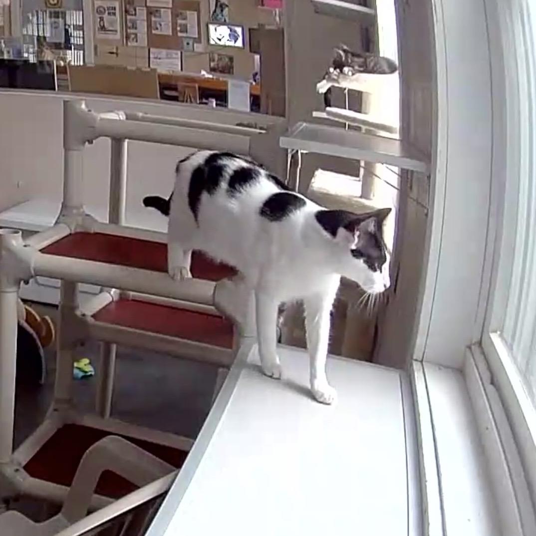 Enlarge Gillian, a Adoptable mixed breed in West Milford, NJ image 2/4