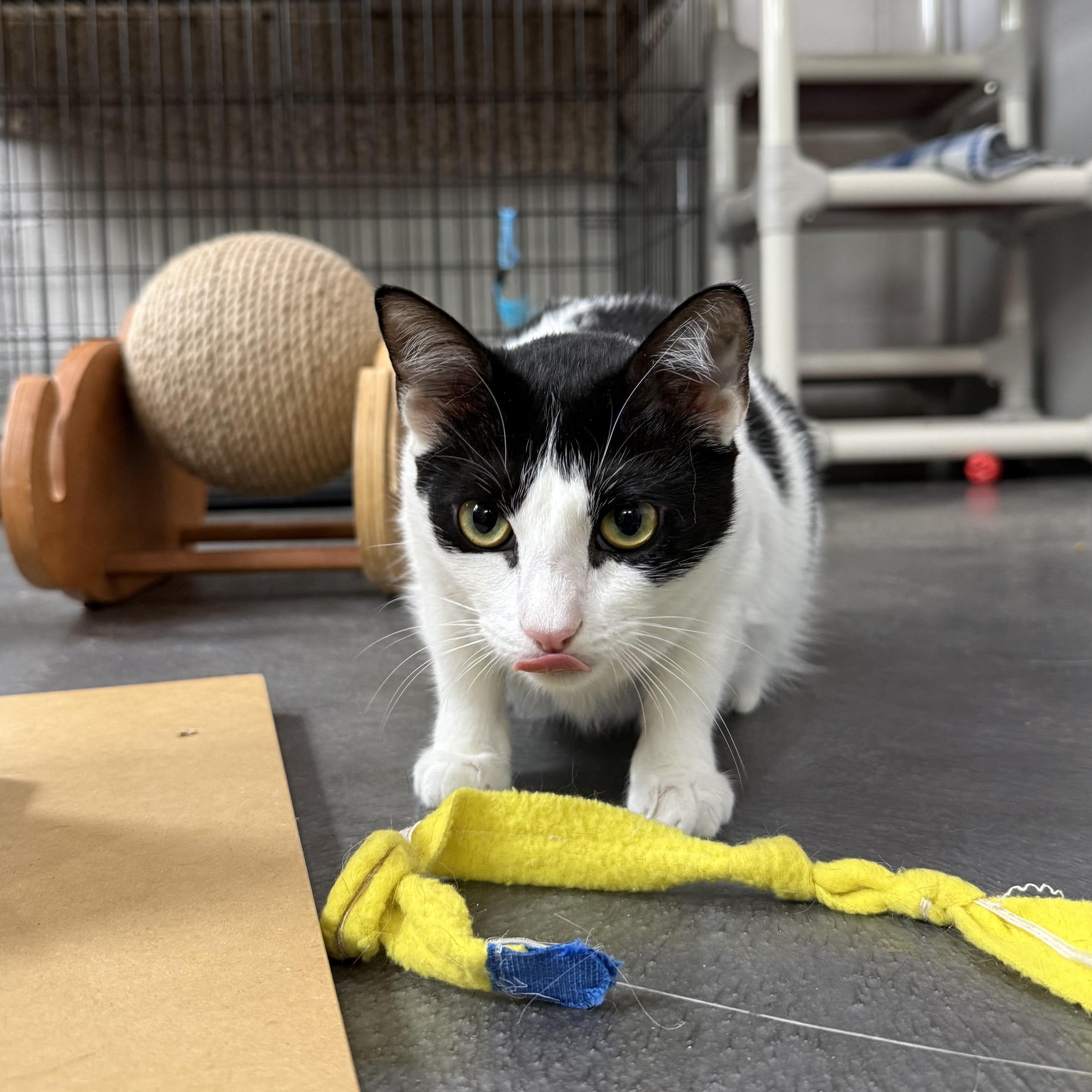 Enlarge Gillian, a Adoptable mixed breed in West Milford, NJ image 2/6