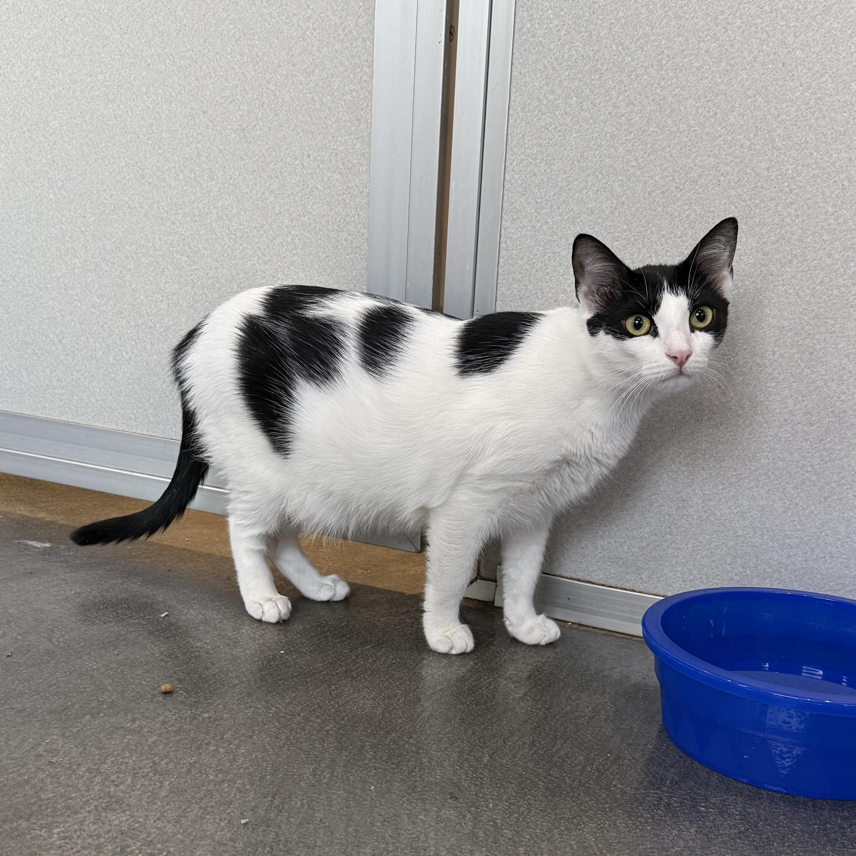 Enlarge Gillian, a Adoptable mixed breed in West Milford, NJ image 6/6