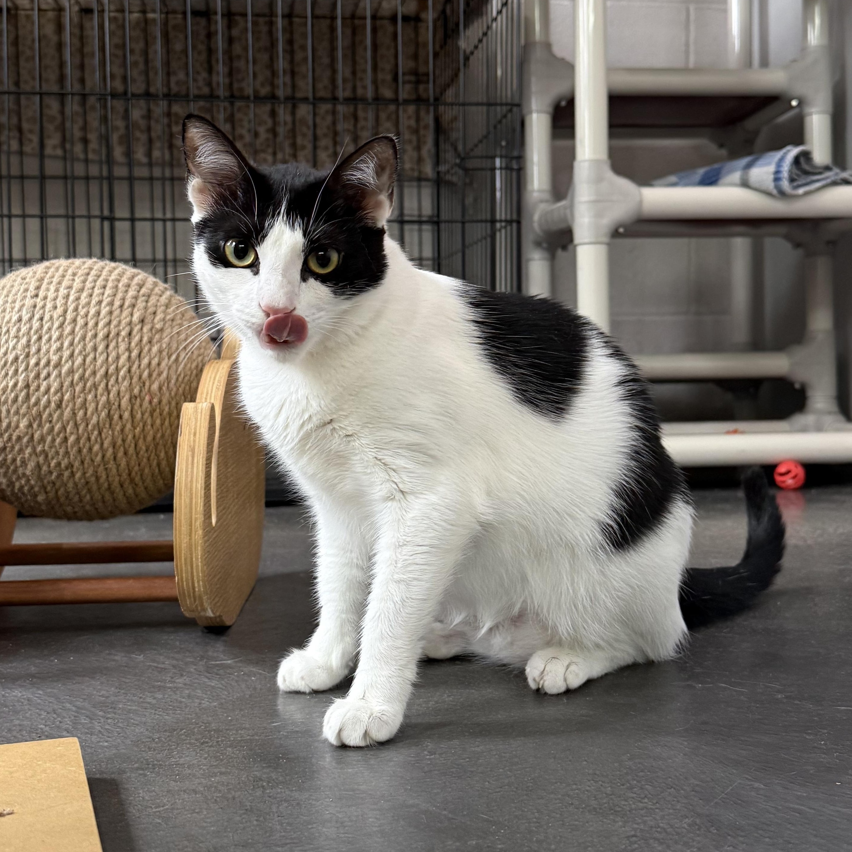 Enlarge Gillian, a Adoptable mixed breed in West Milford, NJ image 4/6