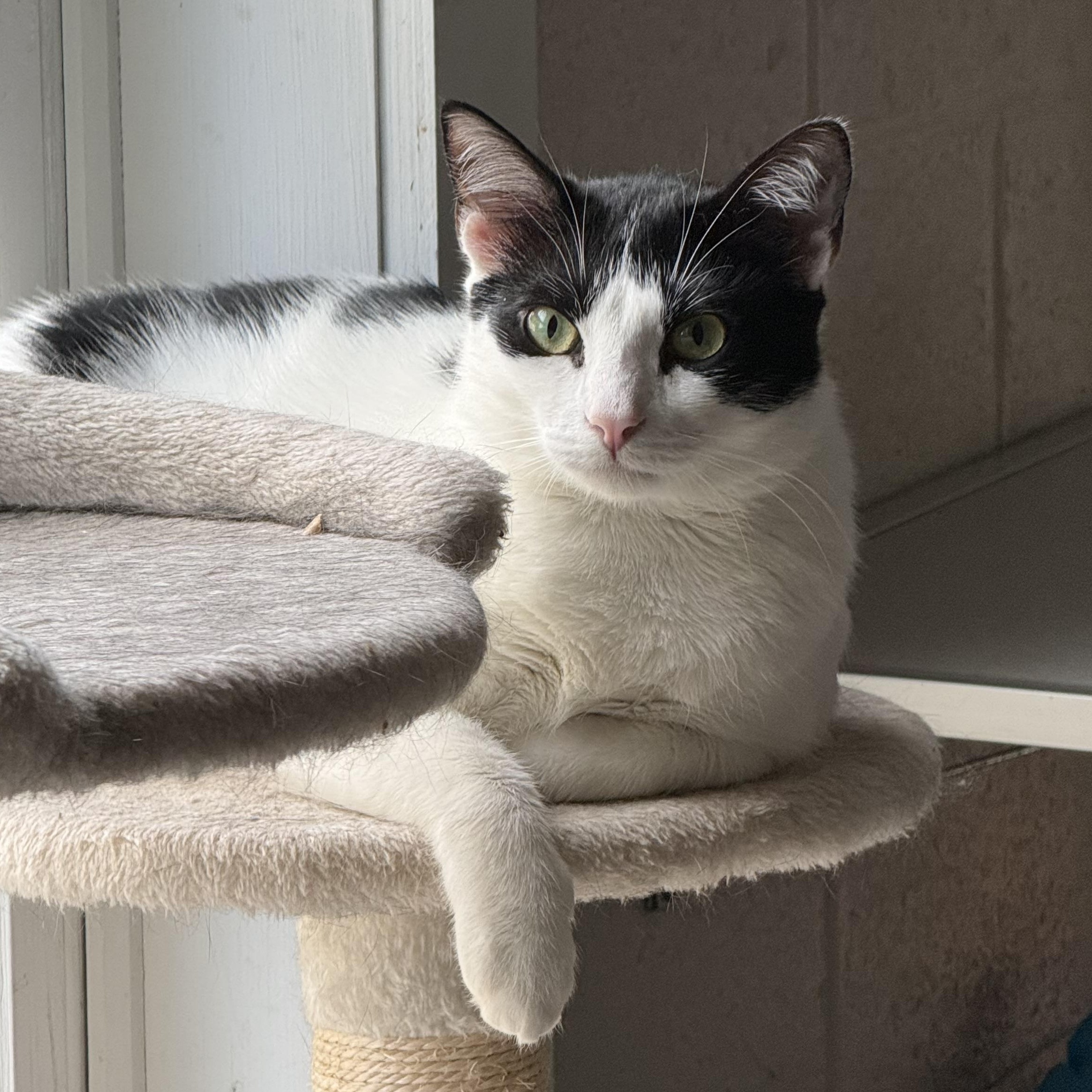 Gillian, a Adoptable mixed breed in West Milford, NJ image 1/6
