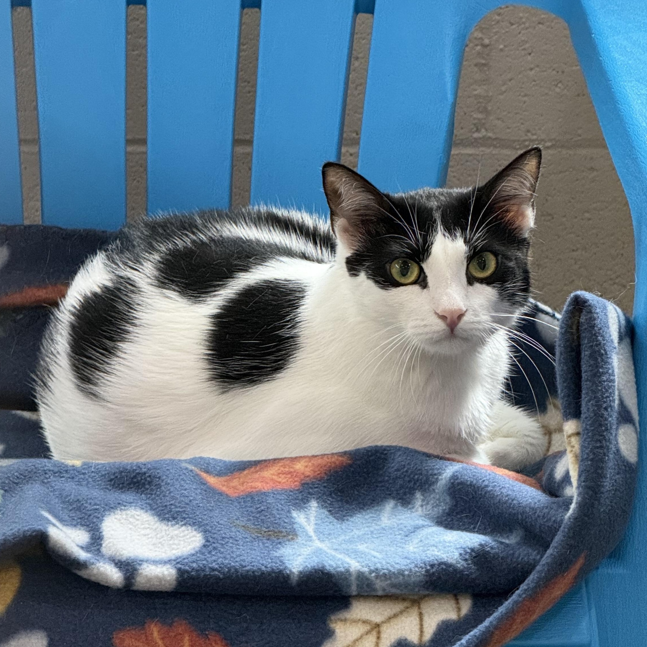 Gillian, a Adoptable mixed breed in West Milford, NJ image 6/6