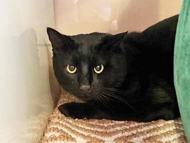 HABANERO, adopted, Young Male Domestic Short Hair.