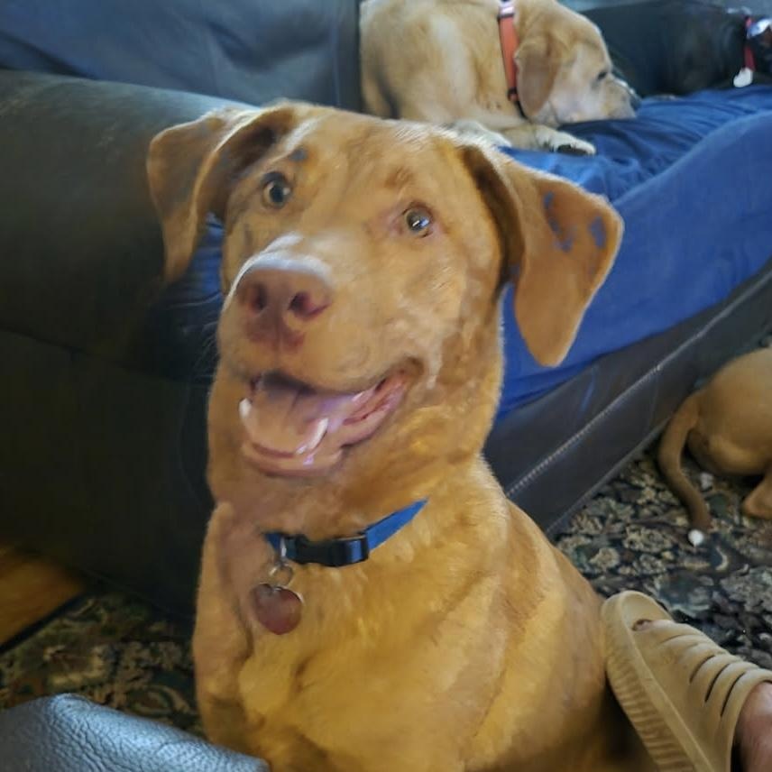 Michelob “Mich”, Young Male Labrador Retriever