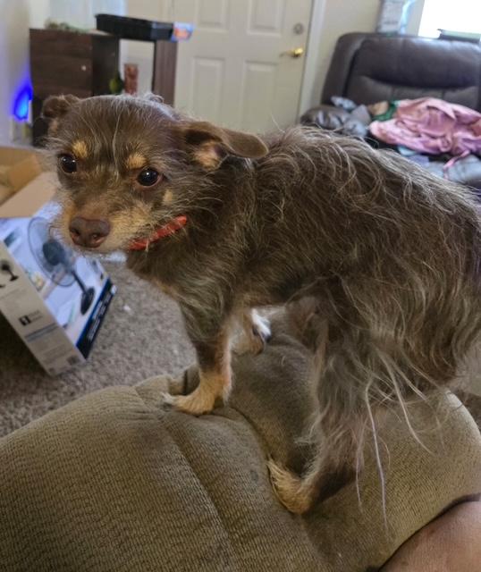 MANNY male chihuahua long hair, an adopted Chihuahua in Shawnee, OK image 2/2