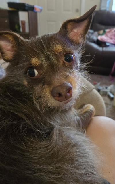 MANNY male chihuahua long hair, adopted, Adult Male Chihuahua.