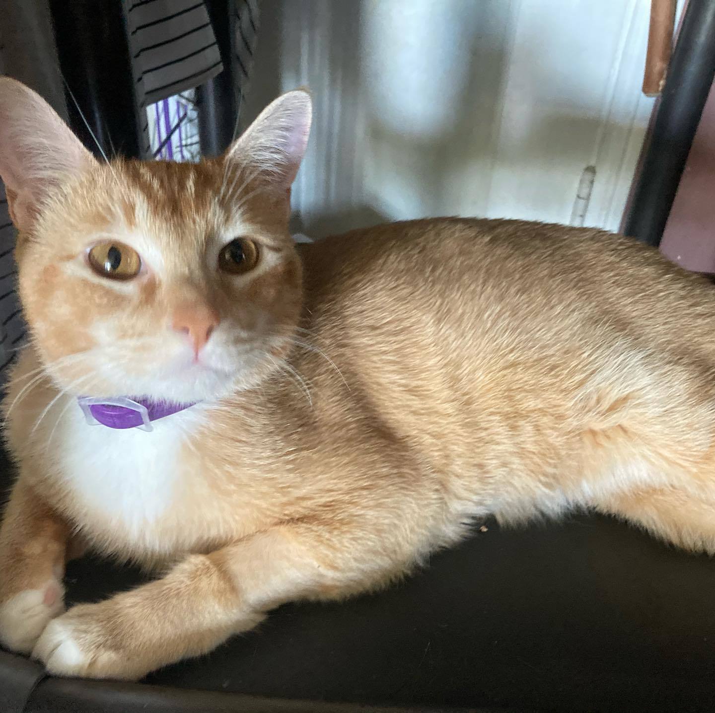 Sherbert, Adoptable, Young Male Domestic Short Hair.