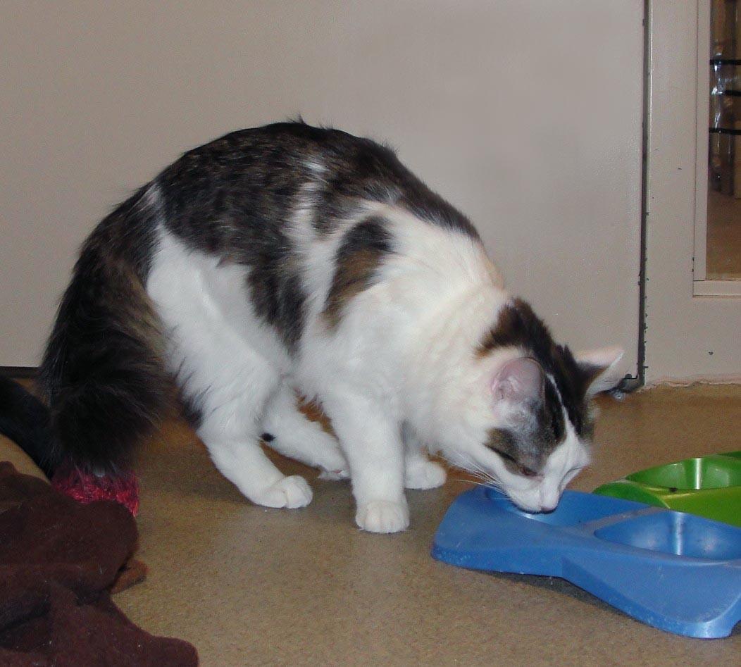 Quark, Adoptable, Young Female Domestic Long Hair.
