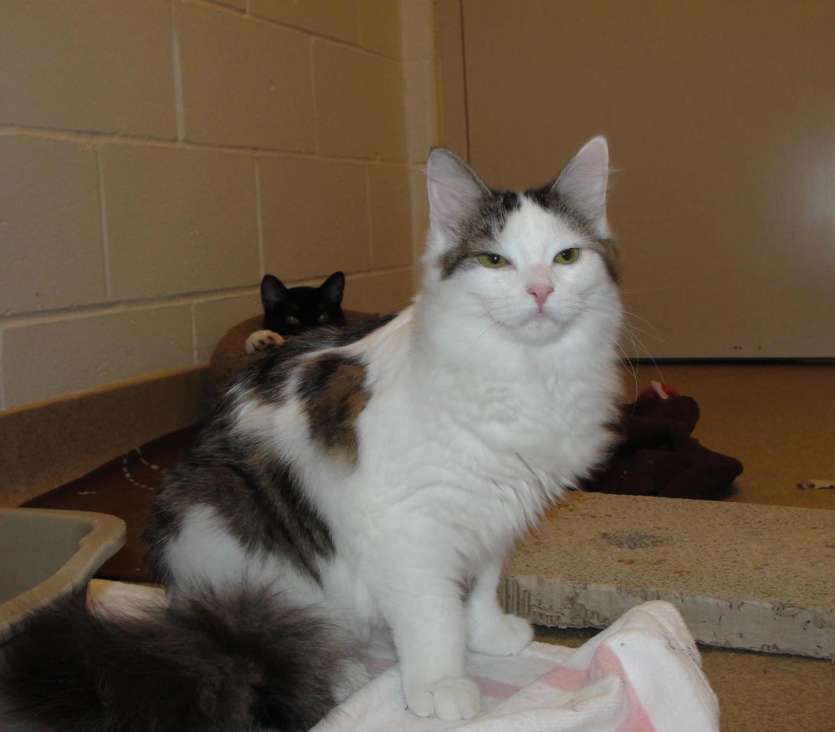 Quark, Adoptable, Young Female Domestic Long Hair.