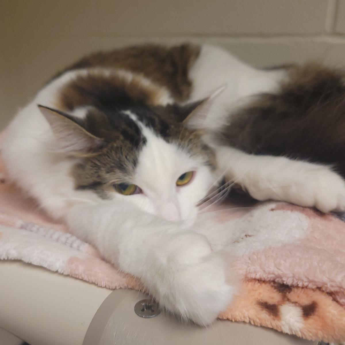 Enlarge Quark, a Adoptable Domestic Long Hair in Plover, WI image 2/3