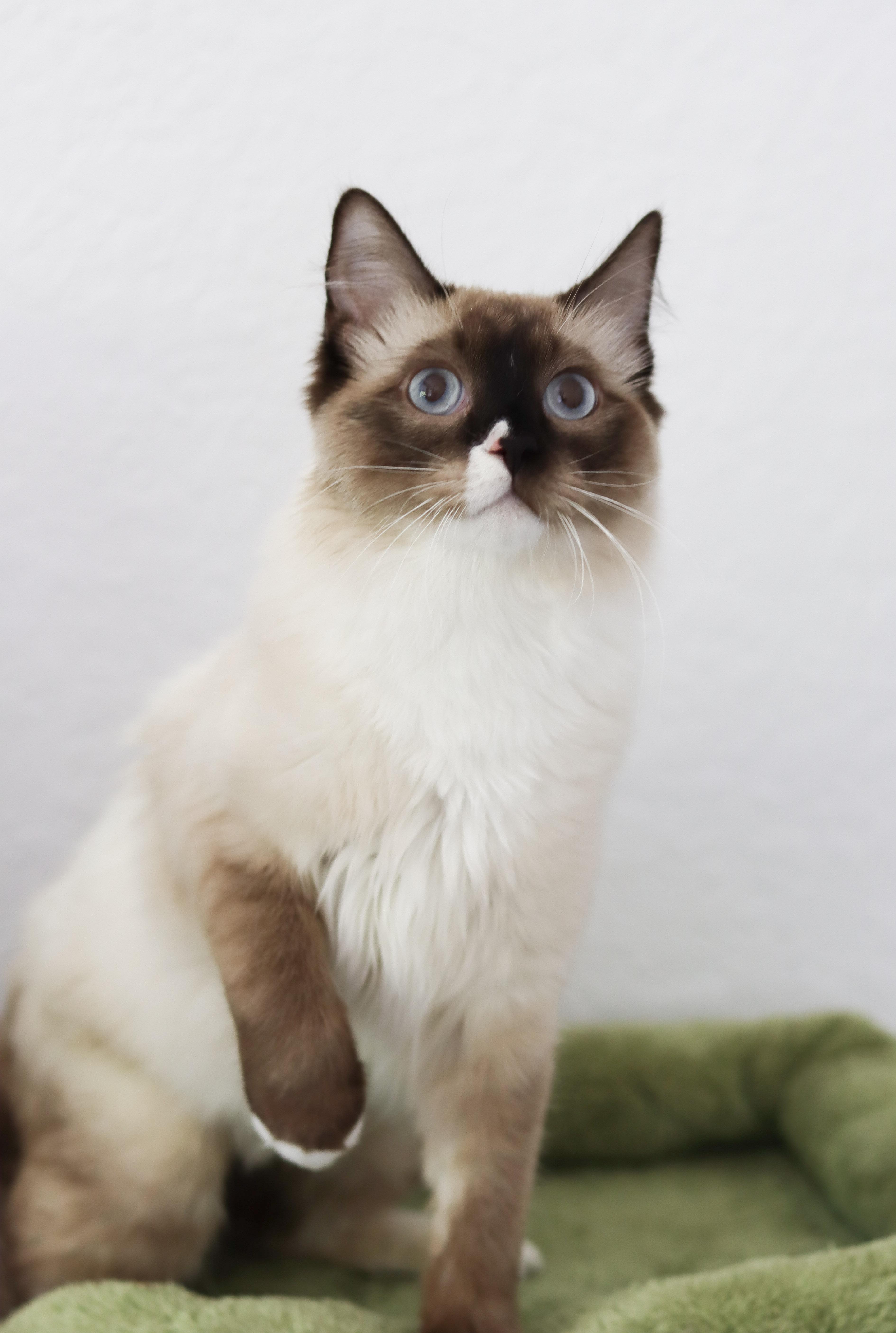 Enlarge Matcha, a Adoptable Ragdoll in miami, FL image 2/5