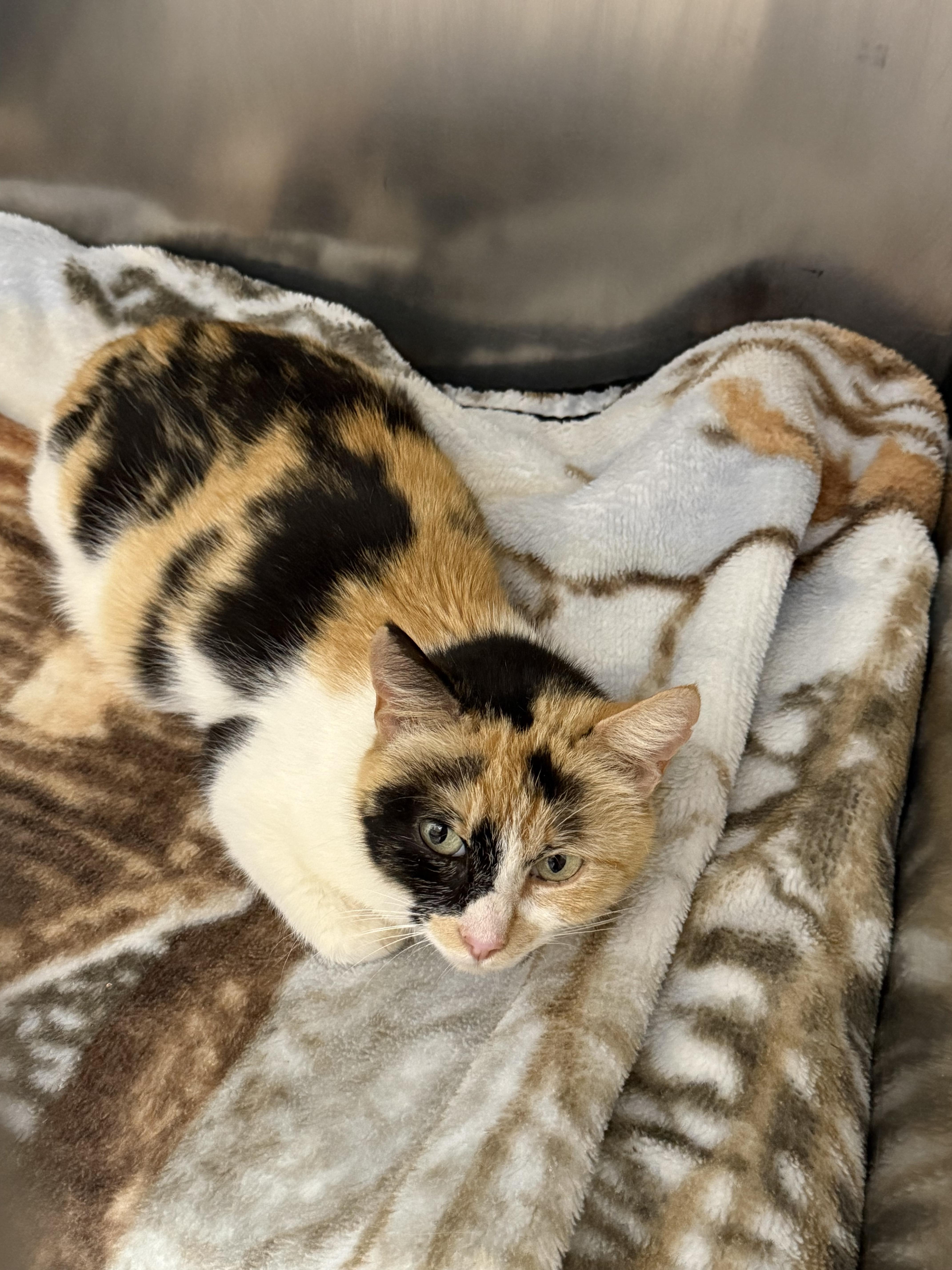 Molly Weasley, Adoptable, Adult Female Domestic Short Hair.