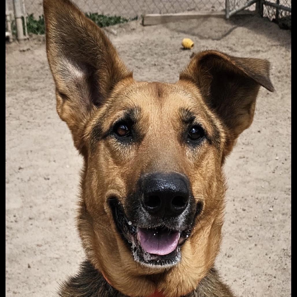 Lily, Adoptable, Adult Female German Shepherd Dog.