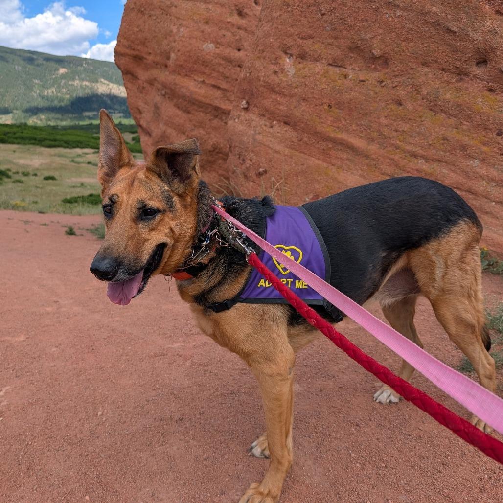 Enlarge Lily, a Adoptable German Shepherd Dog in Lakewood, CO image 2/5