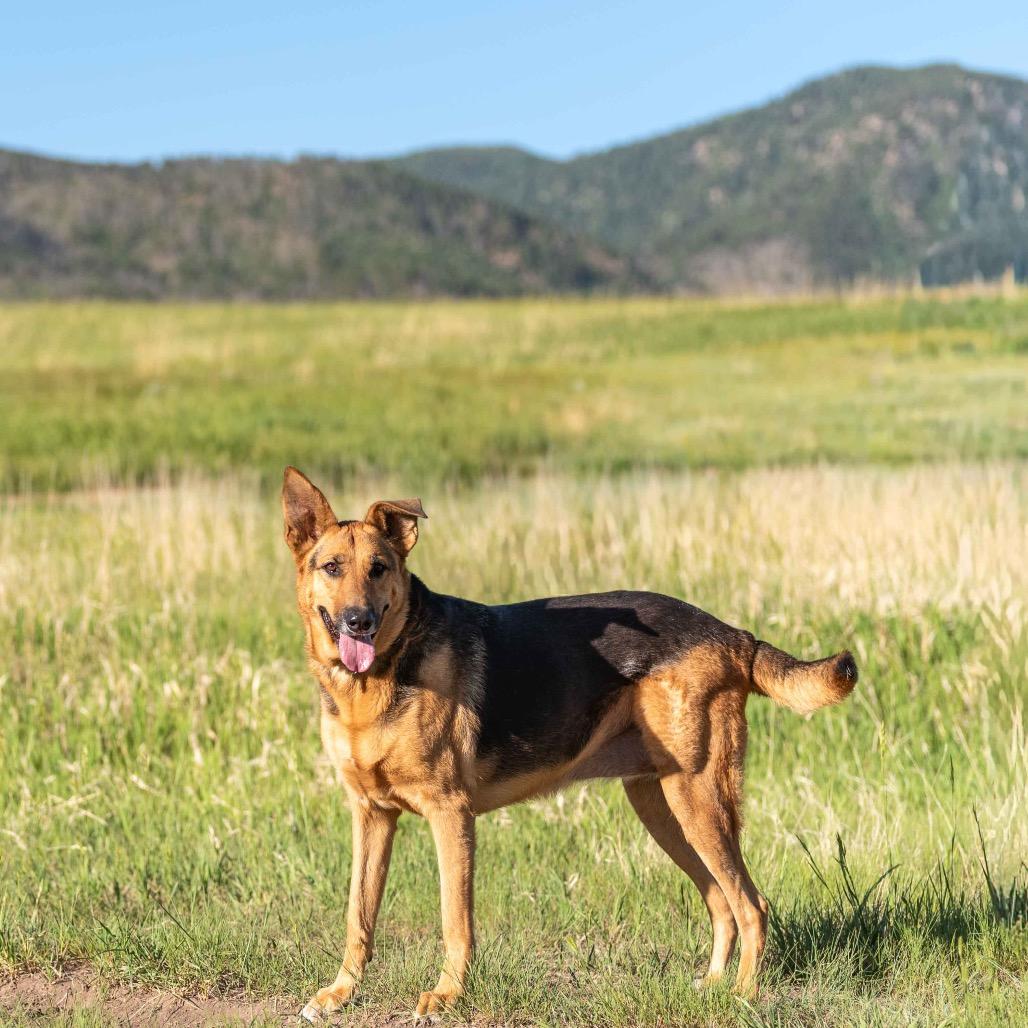 Enlarge Lily, a Adoptable German Shepherd Dog in Lakewood, CO image 3/5