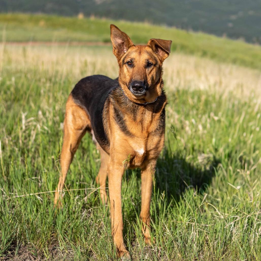 Enlarge Lily, a Adoptable German Shepherd Dog in Lakewood, CO image 4/5