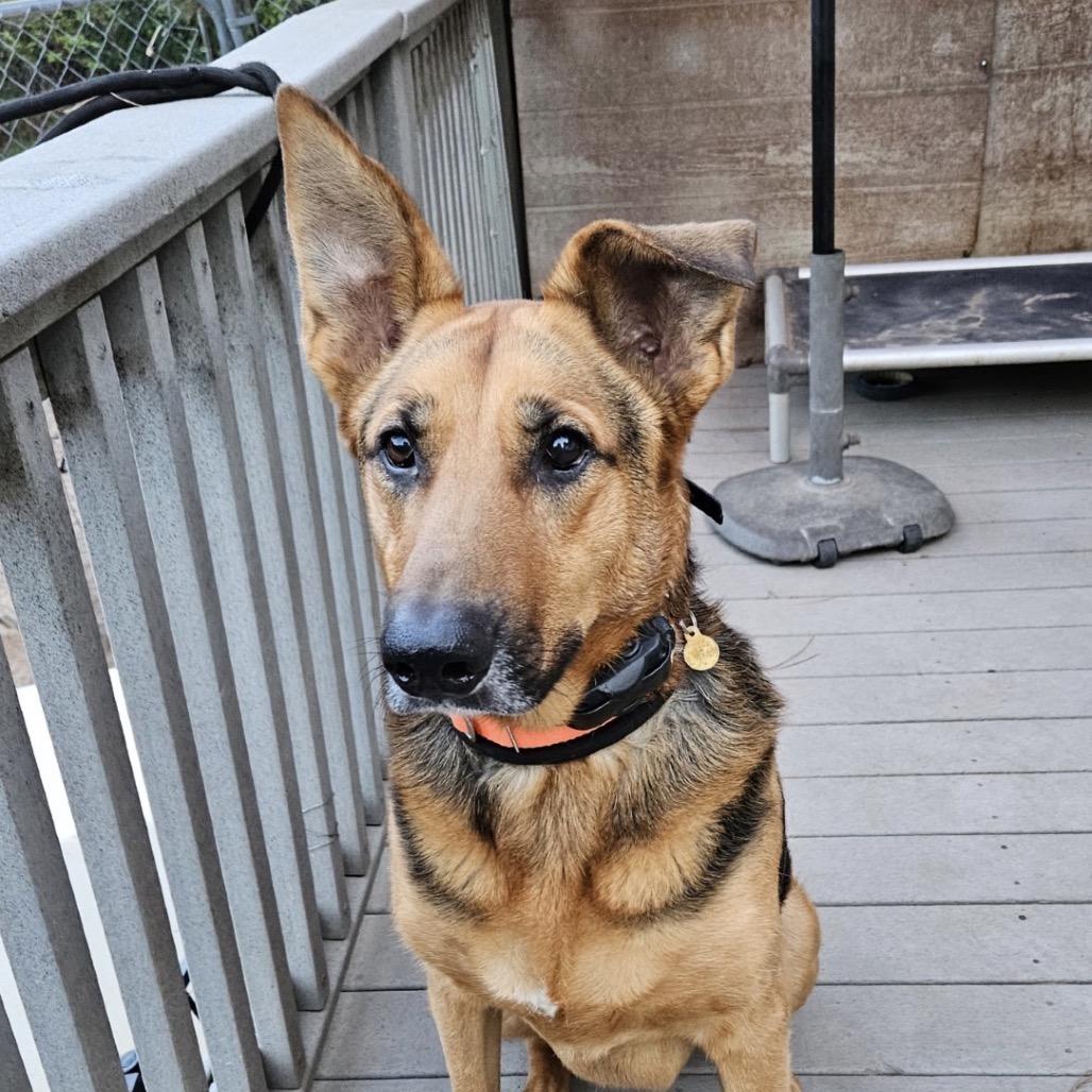 Enlarge Lily, a Adoptable German Shepherd Dog in Lakewood, CO image 2/2