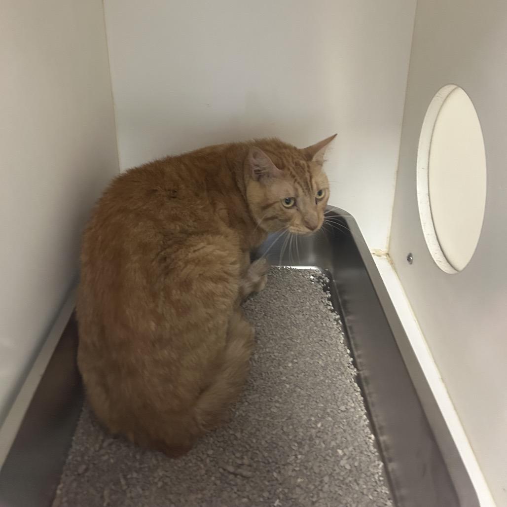 Enlarge Fox (C31), a Adoptable Domestic Medium Hair in Portland, TX image 1/1